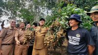 Gubernur Lampung Arinal Djunaidi Mendorong Pengembangan Sentra Kelengkeng Itoh di Lampung Timur - Yopie Pangkey Gubernur Lampung Arinal Djunaidi Mendorong Pengembangan Sentra Kelengkeng Itoh di Lampung Timur - Yopie Pangkey