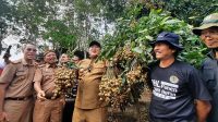 BPDAS WSS Idi bantara Fertilizing Root Trainer Tingkatkan Produksi Buah Kelengkeng di Lampung - Yopie Pangkey BPDAS WSS Idi bantara Fertilizing Root Trainer Tingkatkan Produksi Buah Kelengkeng di Lampung - Yopie Pangkey