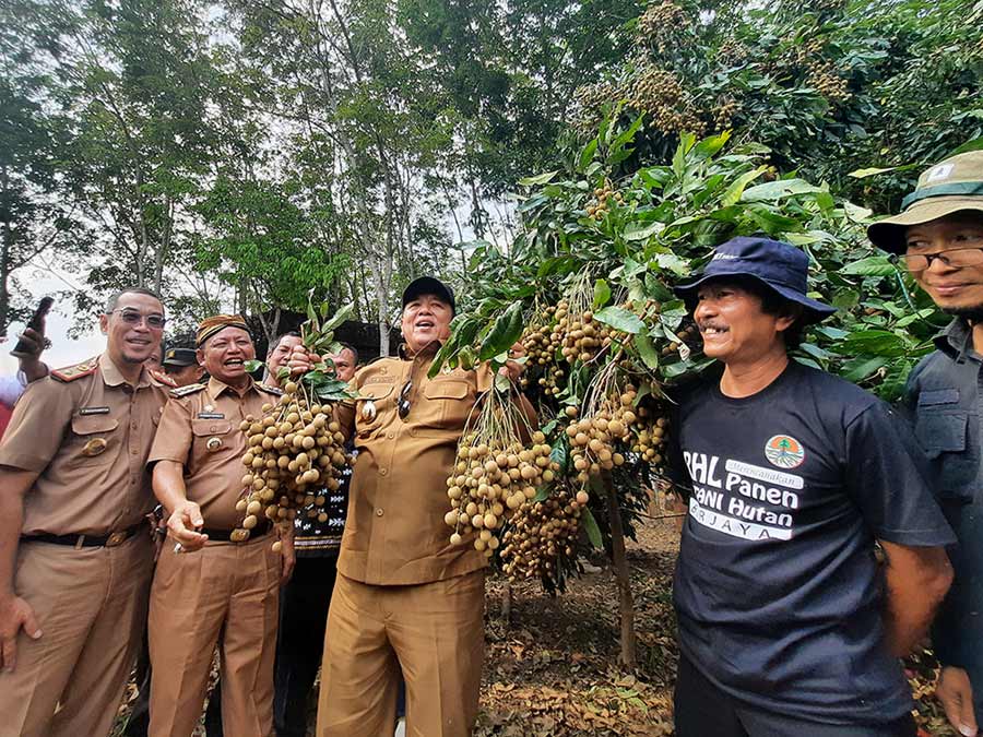 BPDAS WSS Idi bantara Fertilizing Root Trainer Tingkatkan Produksi Buah Kelengkeng di Lampung - Yopie Pangkey