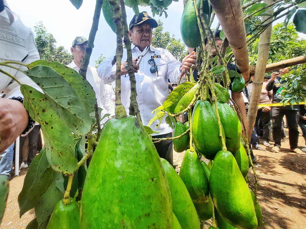 Gubernur Arinal Djunaidi - Sinergi Pemerintah-Masyarakat - Alpukat Siger Giri Mulyo Lampung Timur Berbuah Manis - Yopie Pangkey
