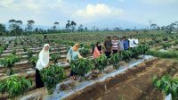 Genjot Produktivitas Pemprov Lampung Ajak Petani Tanam Kopi dengan Sistem Pagar - Yopie Pangkey Genjot Produktivitas Pemprov Lampung Ajak Petani Tanam Kopi dengan Sistem Pagar - Yopie Pangkey.jpg