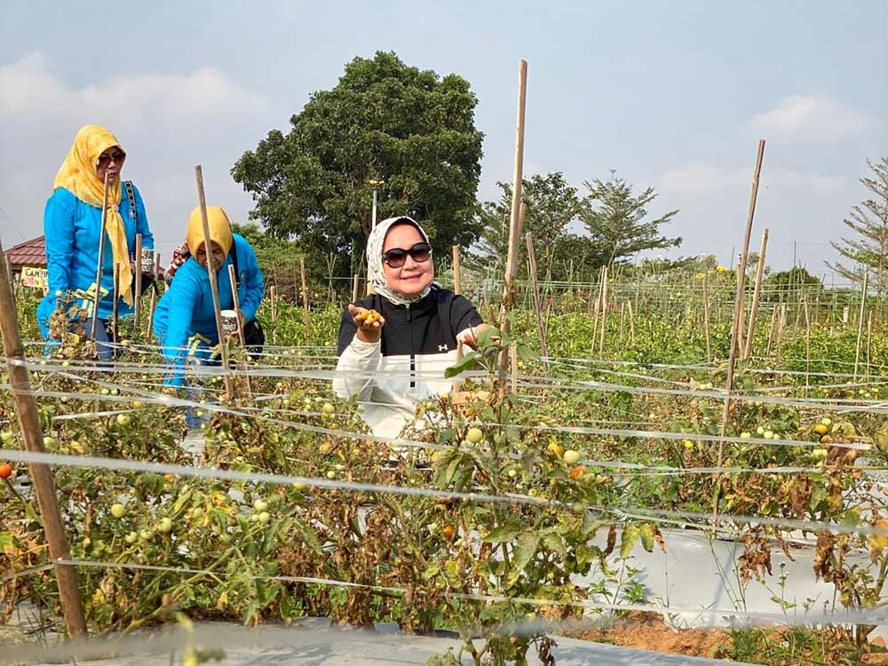 Riana Sari Arinal Panen Buah dan Sayuran di Agropark PKK Sabah Balau Lampung Selatan - Horti Park - Rizki Nugraha.jpg