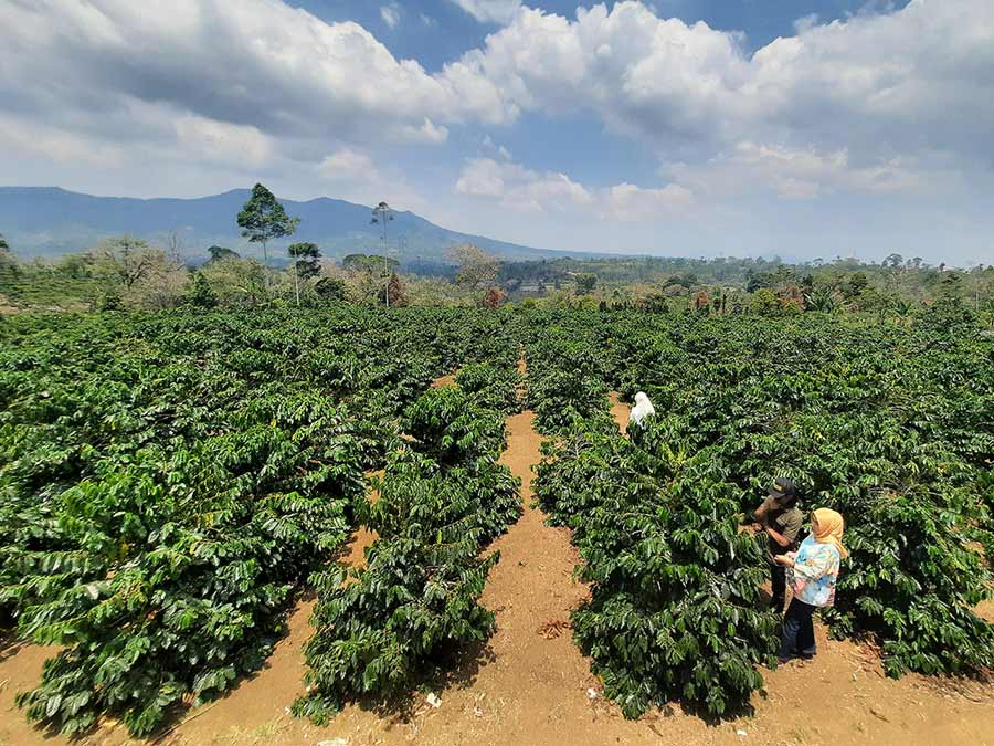 Supriyono bersama kadis perkebunan prov lampung yuliatuti di kebun kopinya dengan model penanaman sistem pagar di sekincau - yopie pangkey.jpg