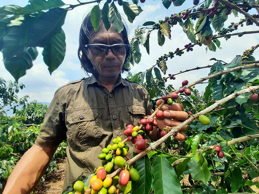Supriyono petani kopi lampung barat yang menanam tanaman kopi dengan sistem pagar - Yopie Pangkey.jpg