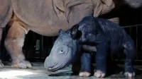 Bayi Badak Sumatera Jantan Lahir di Suaka Rhino Sumatera Taman Nasional Way Kambas SRS TNWK Lampung - Kedua di Tahun 2023 Bayi Badak Sumatera Jantan Lahir di Suaka Rhino Sumatera Taman Nasional Way Kambas SRS TNWK Lampung - Kedua di Tahun 2023.webp