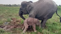 anak gajah lahir di taman nasional way kambas tnwk lampung dari induk amel dan rendy