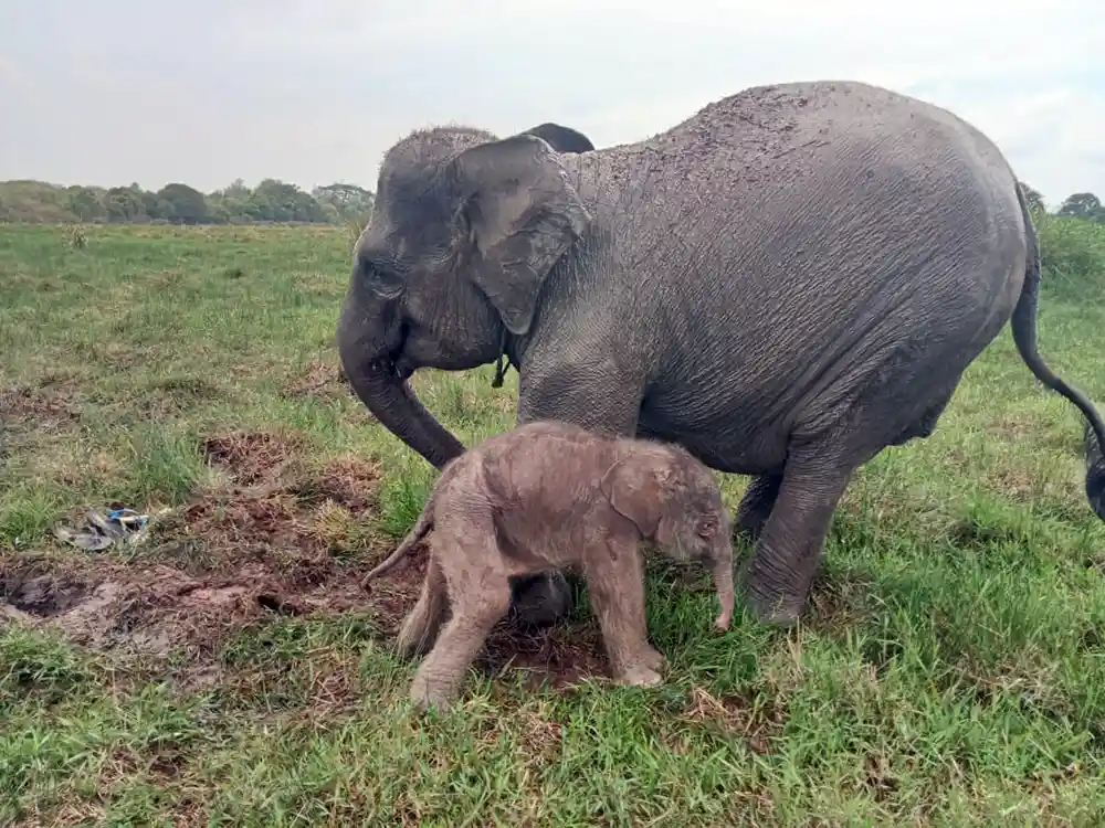 anak gajah lahir di taman nasional way kambas tnwk lampung dari induk amel dan rendy