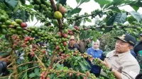 Gubernur Lampung Arinal Djunaidi panen kopi tanam sistem pagar sekincau - yopie pangkey