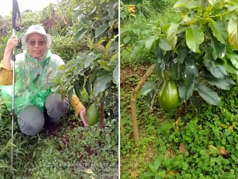 Kadishut Yanyan Ruchyansyah Alpukat Hasil RHL di Lereng Gunung Tanggamus Berbuah Usia Satu Tahun.webp