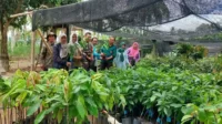 Pemprov Pastikan Keberhasilan Penanaman Bantuan Bibit MPTS Jenis Alpukat dan Durian Unggul Bersertifikat bagi KTH.webp