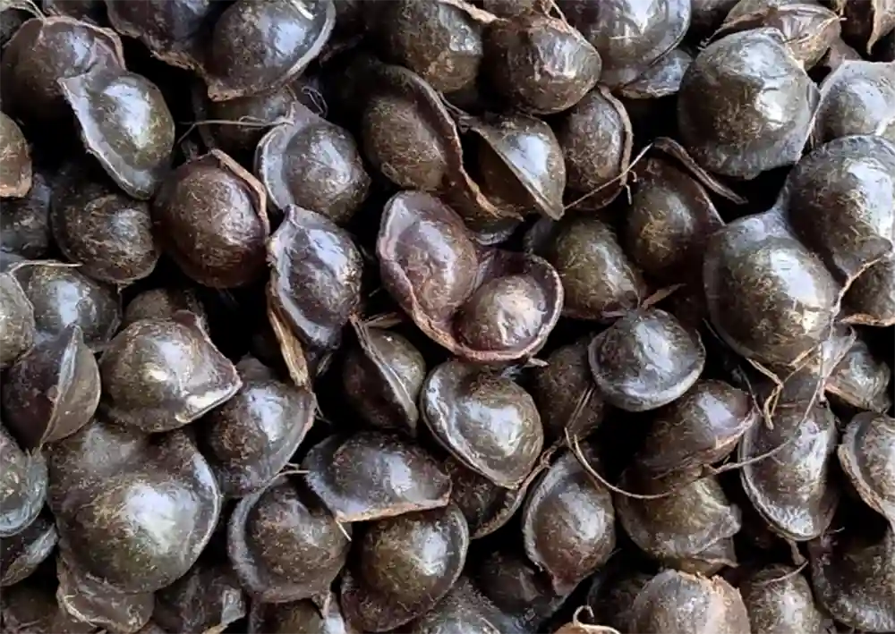 Potensi Besar Ekspor Jengkol Indonesia ke Pasar Internasional Jepang Korea Selatan Belgia Australia Jerman.webp