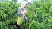 Kepala Dinas Perkebunan Provinsi Lampung, Yuliastuti, saat mengunjungi UPTD Balai Benih Kebun Induk (BBKI) Hanakau di Liwa, Lampung Barat, Kamis (3/10/2024). (Foto: ist)