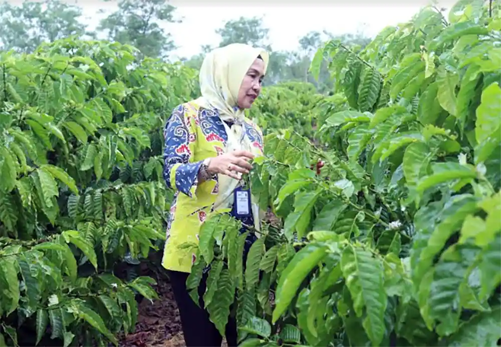 Kepala Dinas Perkebunan Provinsi Lampung, Yuliastuti, saat mengunjungi UPTD Balai Benih Kebun Induk (BBKI) Hanakau di Liwa, Lampung Barat, Kamis (3/10/2024). (Foto: ist)