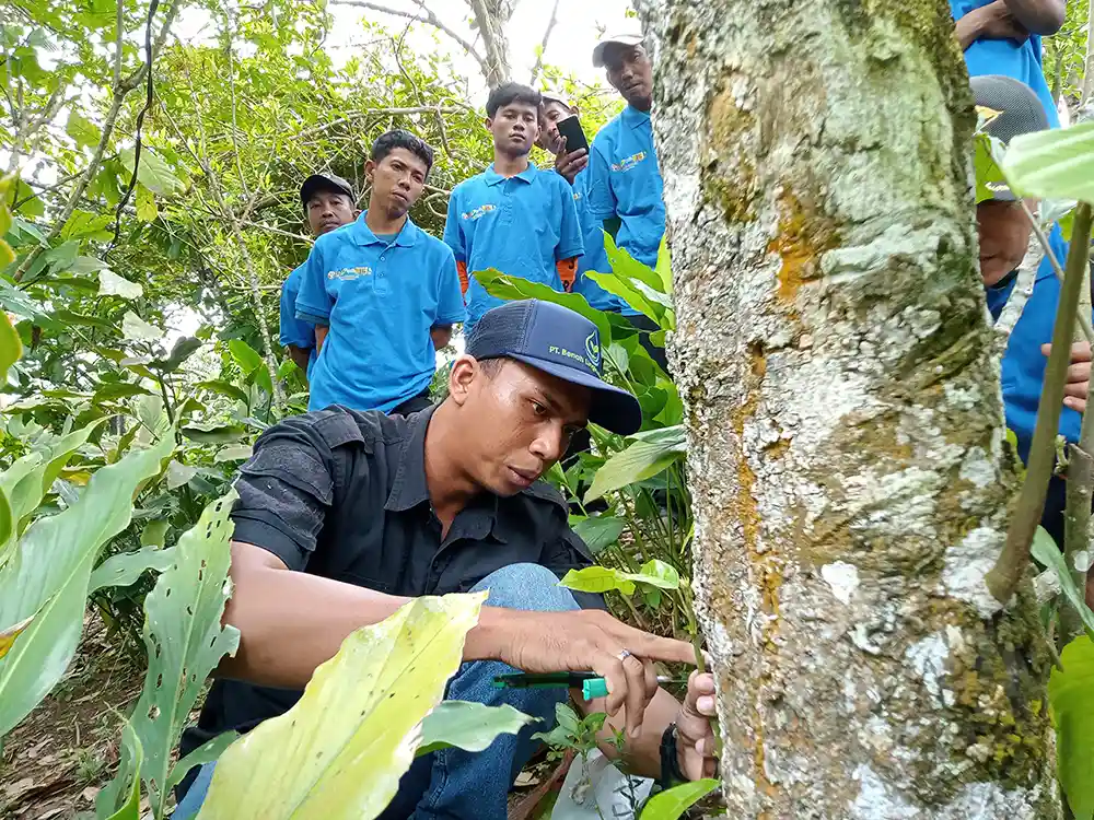 Mengembalikan Kejayaan Kakao Pesawaran dengan Rehabilitasi dan Good Agricultural Practices GAP pada Areal Perhutanan Sosial - Yopie Pangkey