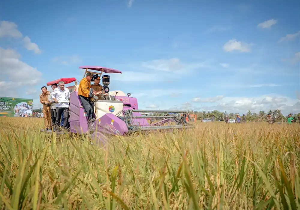 Panen Naik Drastis Lampung Proyeksikan 3 5 Juta Ton Padi Tapi Minim Gudang dan Dryer.webp