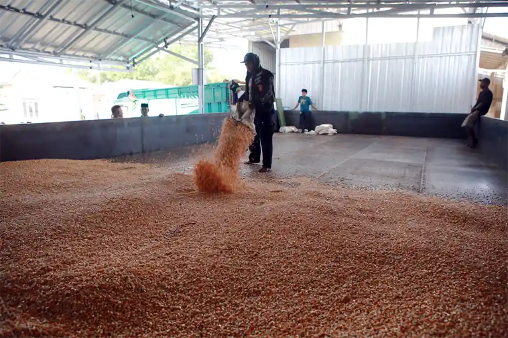 Catatan 100 Hari Mirza–Jihan - 24 Dryer Padi dan 4 Mesin Mocaf untuk Hilirisasi Pertanian Lampung