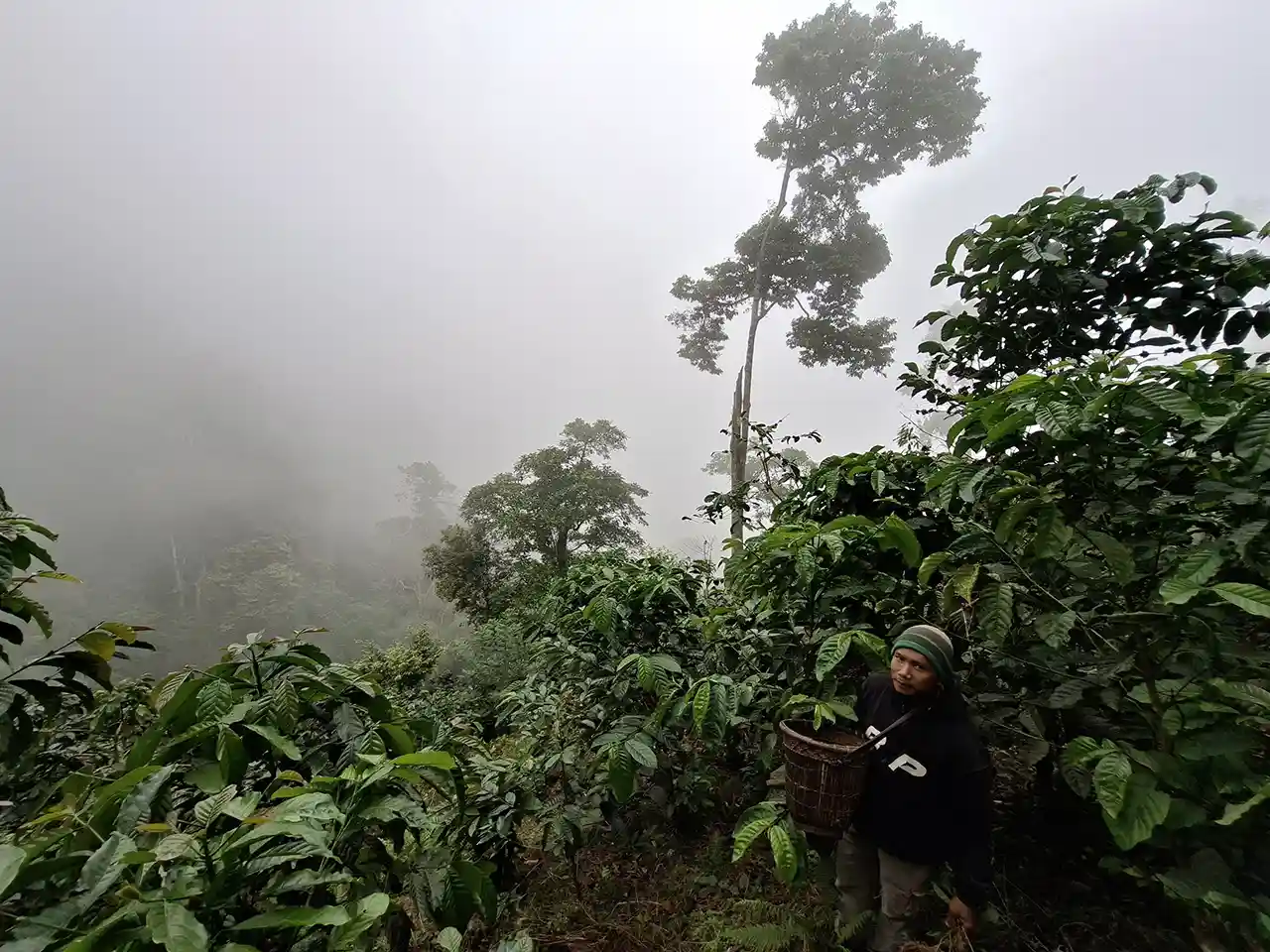 Artikel Opini - Perhutanan Sosial Terancam Satu Generasi Menjaga Satu Generasi Pergi - Yopie Pangkey