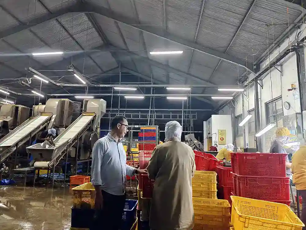 Ekspor Edamame Indonesia di Tengah Gejolak Global – Peluang dan Strategi - Mahendra Utama Mitratani Dua Tujuh Jember.webp