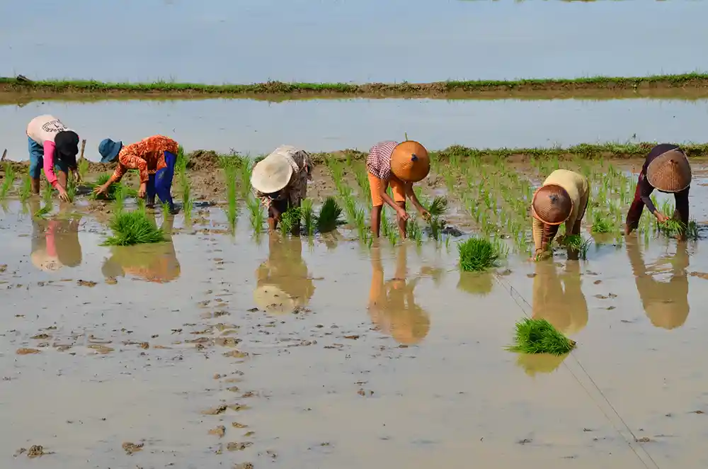 Reformasi BLK dan SMK Pertanian - Jalan Nyata Regenerasi Petani - Opini Yopie Pangkey