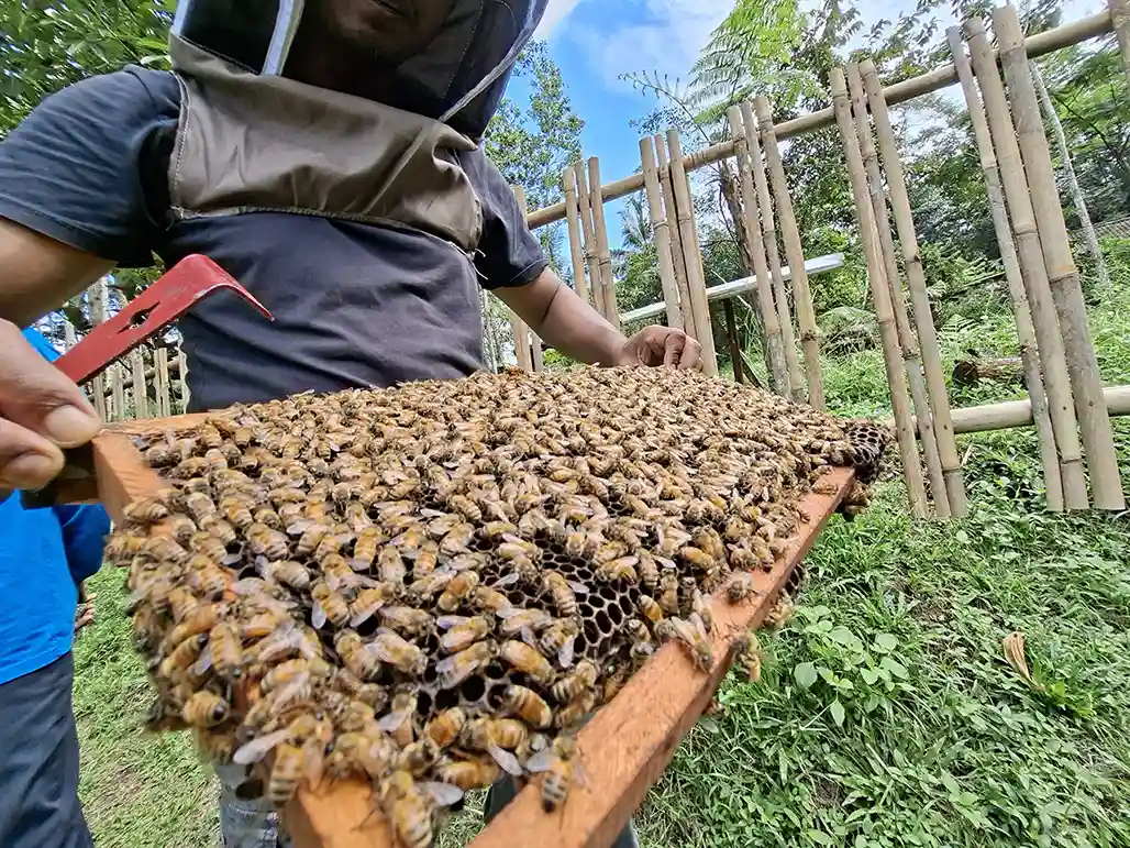 Revolusi Sunyi di Suhita Bee Farm - Regenerative Agriculture ala Kinan Suyadi - yopie pangkey