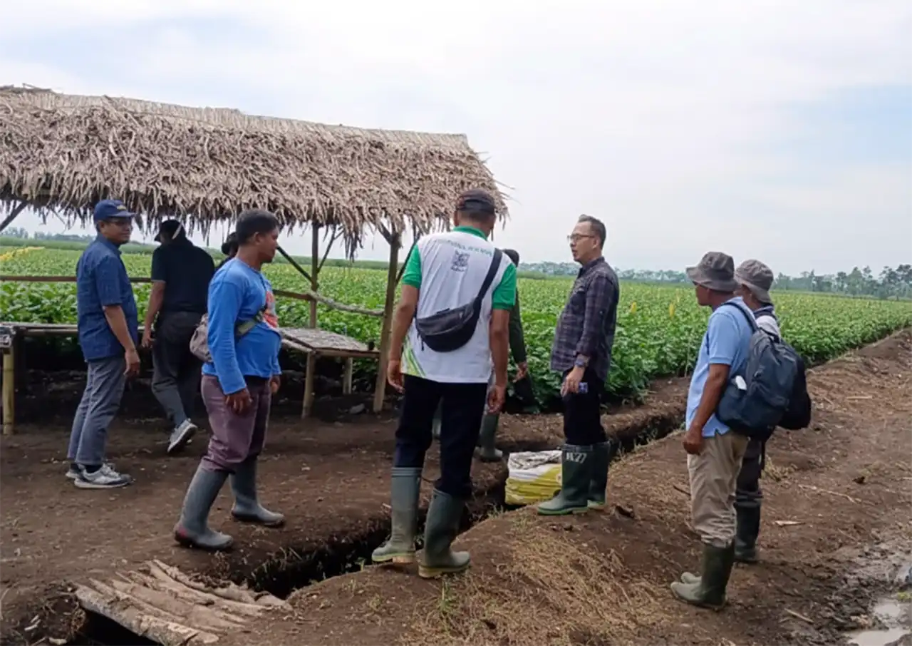 Jeruk Siam Asal Lampung Kaya Manfaat - Mahendra Utama