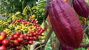 Dukung Gerakan Jambore Kopi Lampung Bagaimana dengan Kakao