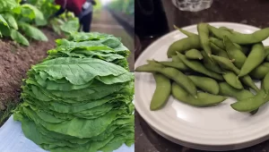 Jalan Kemakmuran dari Tembakau dan Edamame di Jember- Mahendra Utama