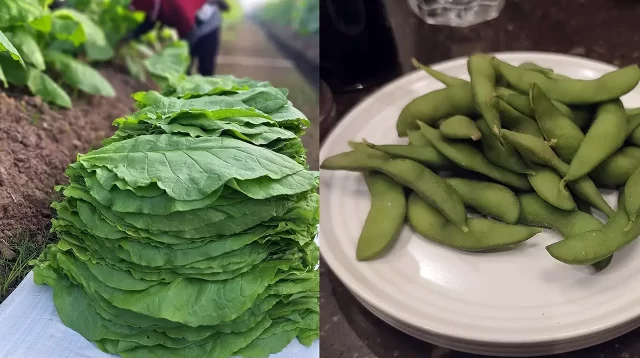 Jalan Kemakmuran dari Tembakau dan Edamame di Jember- Mahendra Utama