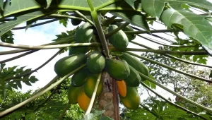 Lampung Sentra Pepaya Sumatera Produksi Naik Hilirisasi Masih Jalan di Tempat - Image by falco from Pixabay.webp