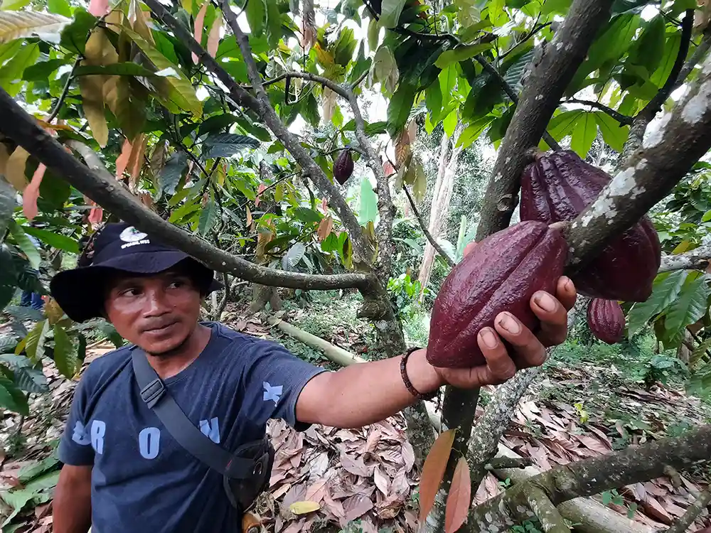 Sekolah Kakao Jalan Lampung Sejahterakan Petani dan Perkuat Ketahanan Pangan