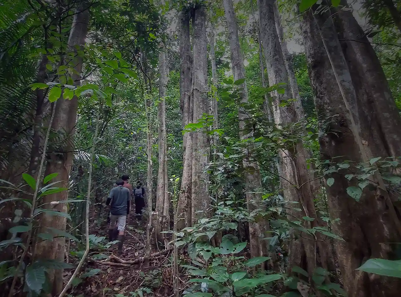 Memulihkan Paru-Paru Lampung Ujian Berat Rahmat Mirzani Djausal di TNBBS