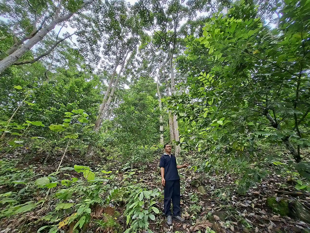 Menggerakkan Lampung ke Arah Hijau Kepemimpinan Gubernur yang Memberi Arah - Yopie Pangkey 2