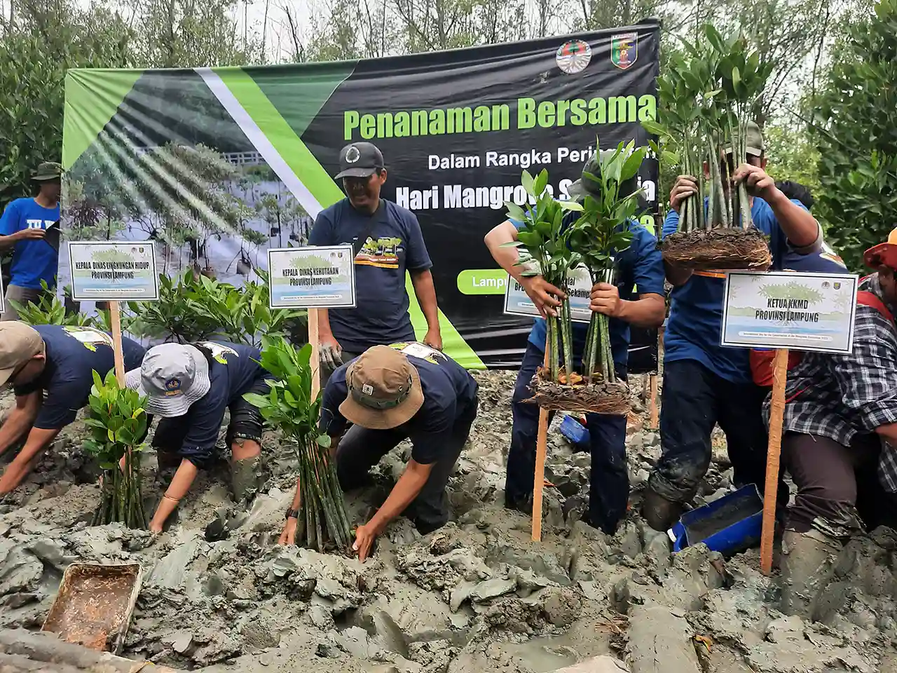 acara penanaman mangrove di Lampung Timur - Yopie Pangkey