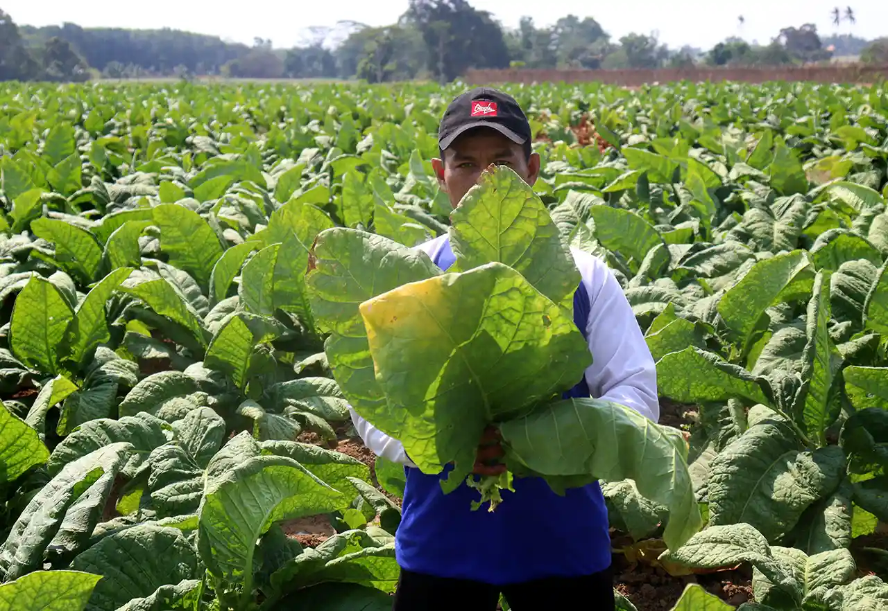 Ekspansi Rokok HS di Lampung Antara Peluang Ekonomi dan Harapan Petani Lokal - Foto Khomarul Zinan.webp
