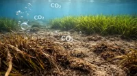 Lamun Rusak Emisi Karbon Naik Alarm Baru bagi Tata Kelola Pesisir Jawa Sumatera@