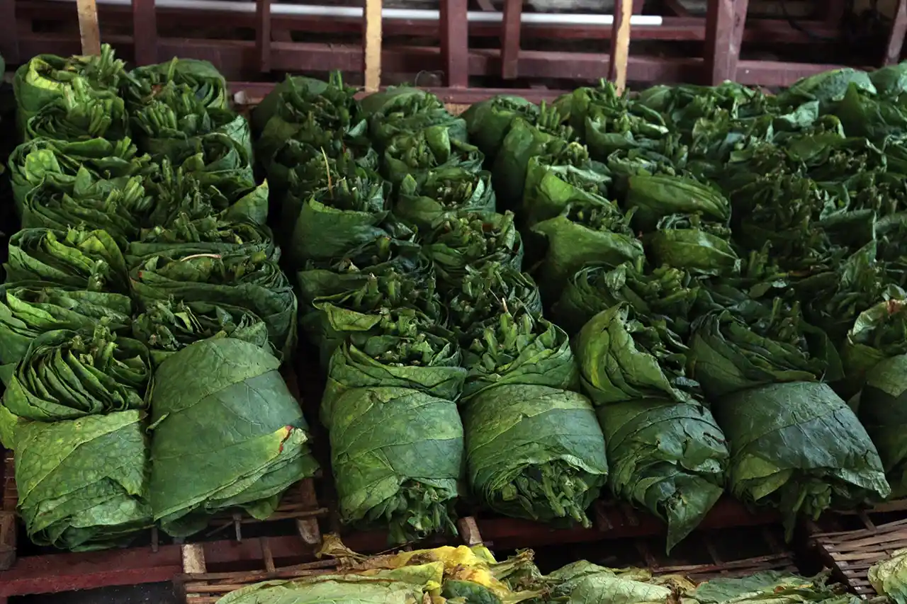 Menakar Harapan di Balik Daun Emas Masa Depan Tembakau Lampung 2025 2026 - 2