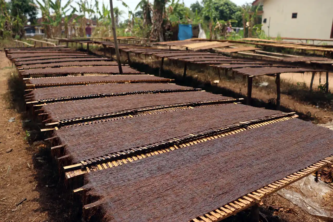 Menakar Harapan di Balik Daun Emas Masa Depan Tembakau Lampung 2025 2026 - 3