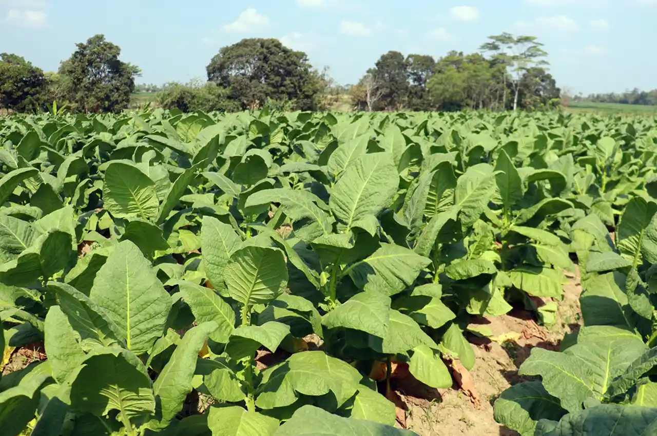 Menakar Harapan di Balik Daun Emas Masa Depan Tembakau Lampung 2025 2026