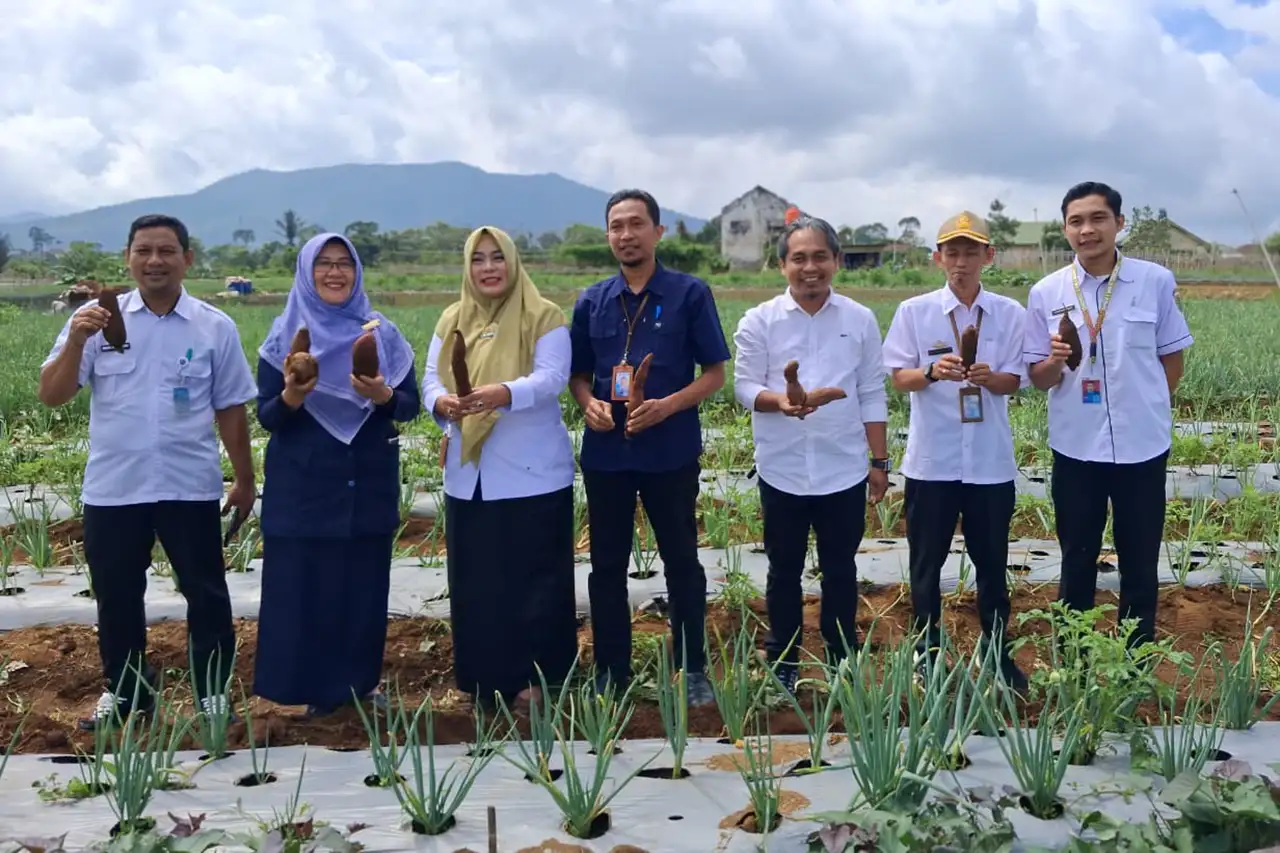 Panen Perdana Galur Ubi Jalar Ungu Polinela Dorong Diversifikasi Pangan Lokal Lampung