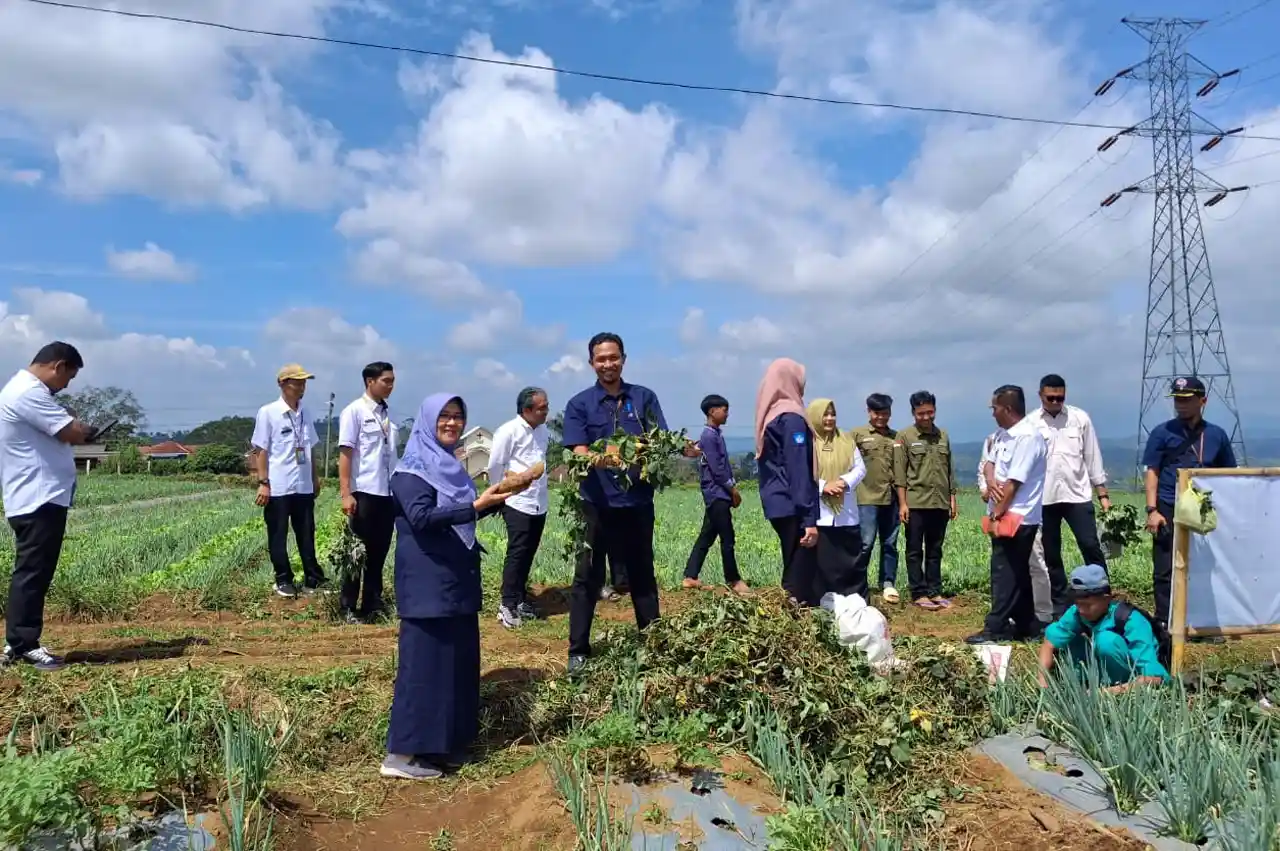 Panen Perdana Ubi Ungu Polinela 1 dan Polinela 2