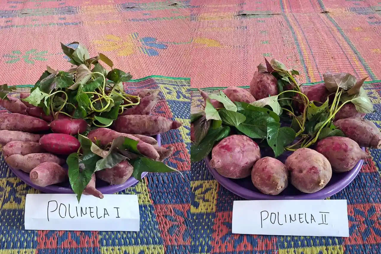 Perbedaan Karakter Ubi Ungu Polinela 1 dan Polinela 2