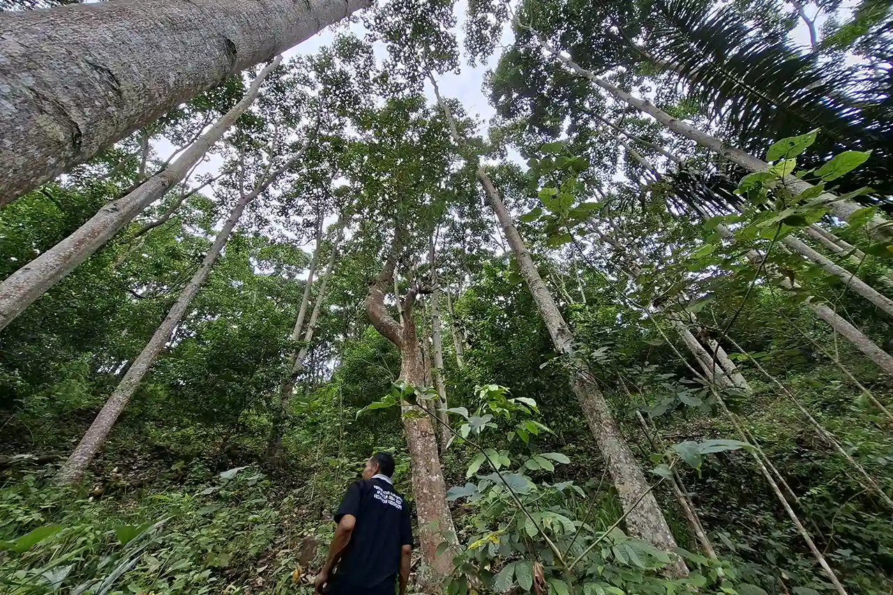 Potensi Ekonomi Hijau Lampung Menggali Emas Hitam Baru di Era Gubernur Mirza - @20250731_130029 Yopie Pangkey