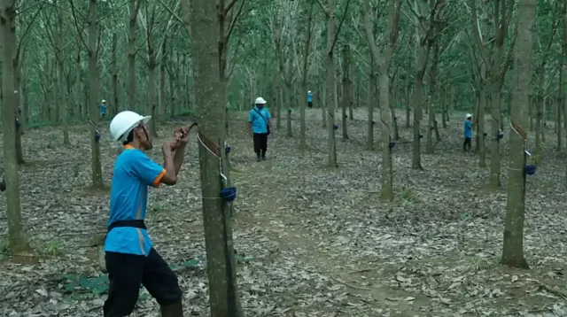 Satu Atap PTPN I Menakar Narasi Laba di Balik Gurita Merger Supporting Co - ptpn1coid