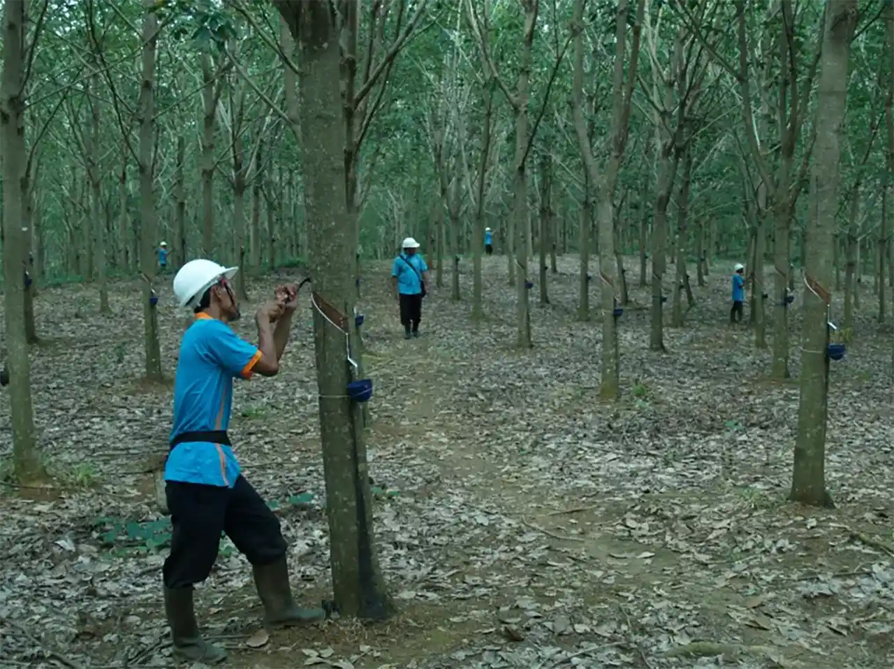 Satu Atap PTPN I Menakar Narasi Laba di Balik Gurita Merger Supporting Co - ptpn1coid