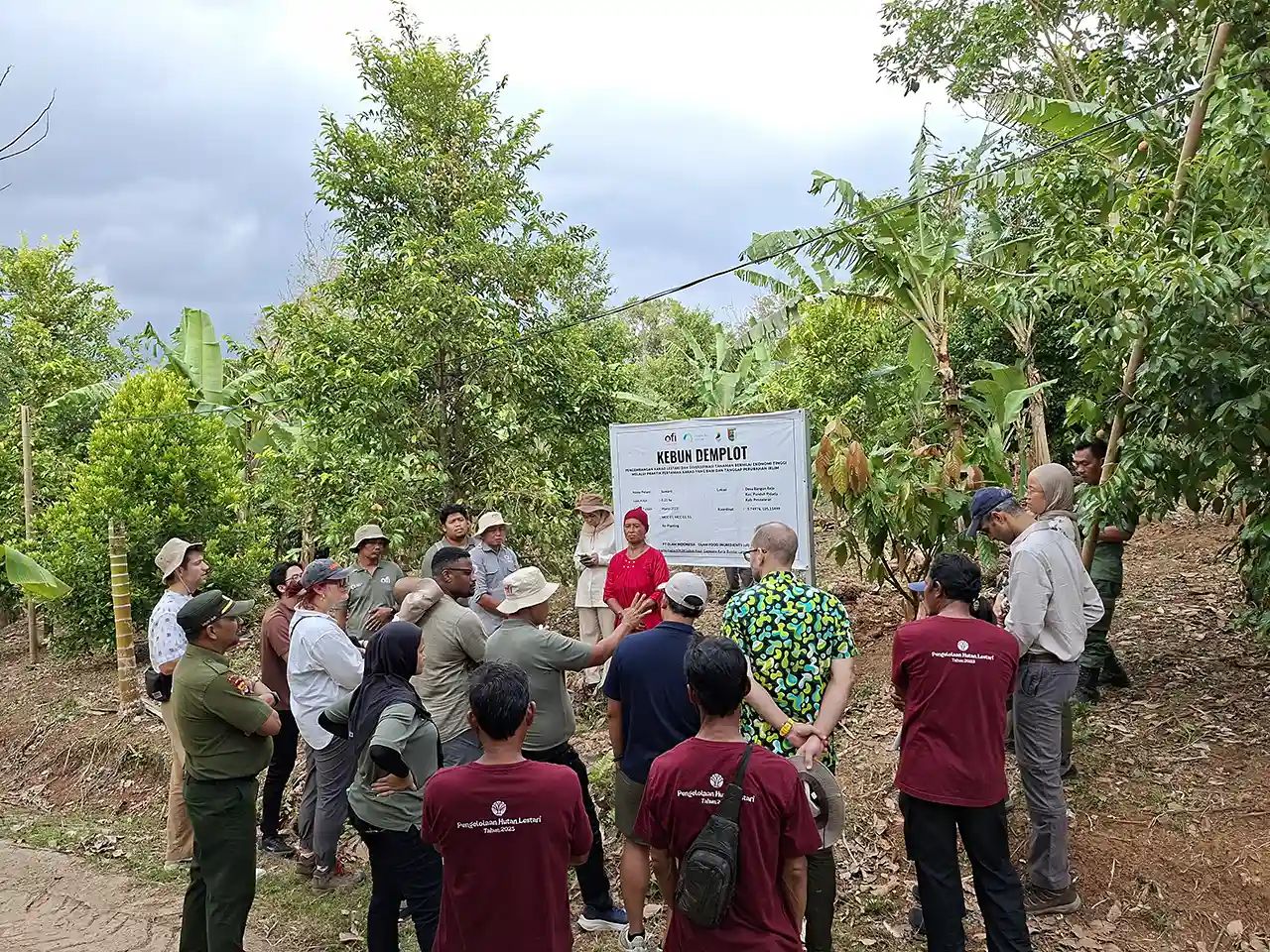 Foto Demplot Kakao Agroforestri Mengapa Lampung Menjadi Laboratorium Penting - Opini Yopie Pangkey