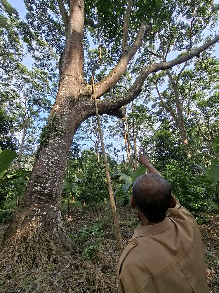 Foto Kemiri dan Masa Depan Agroforestri Lampung - Yopie Pangkey