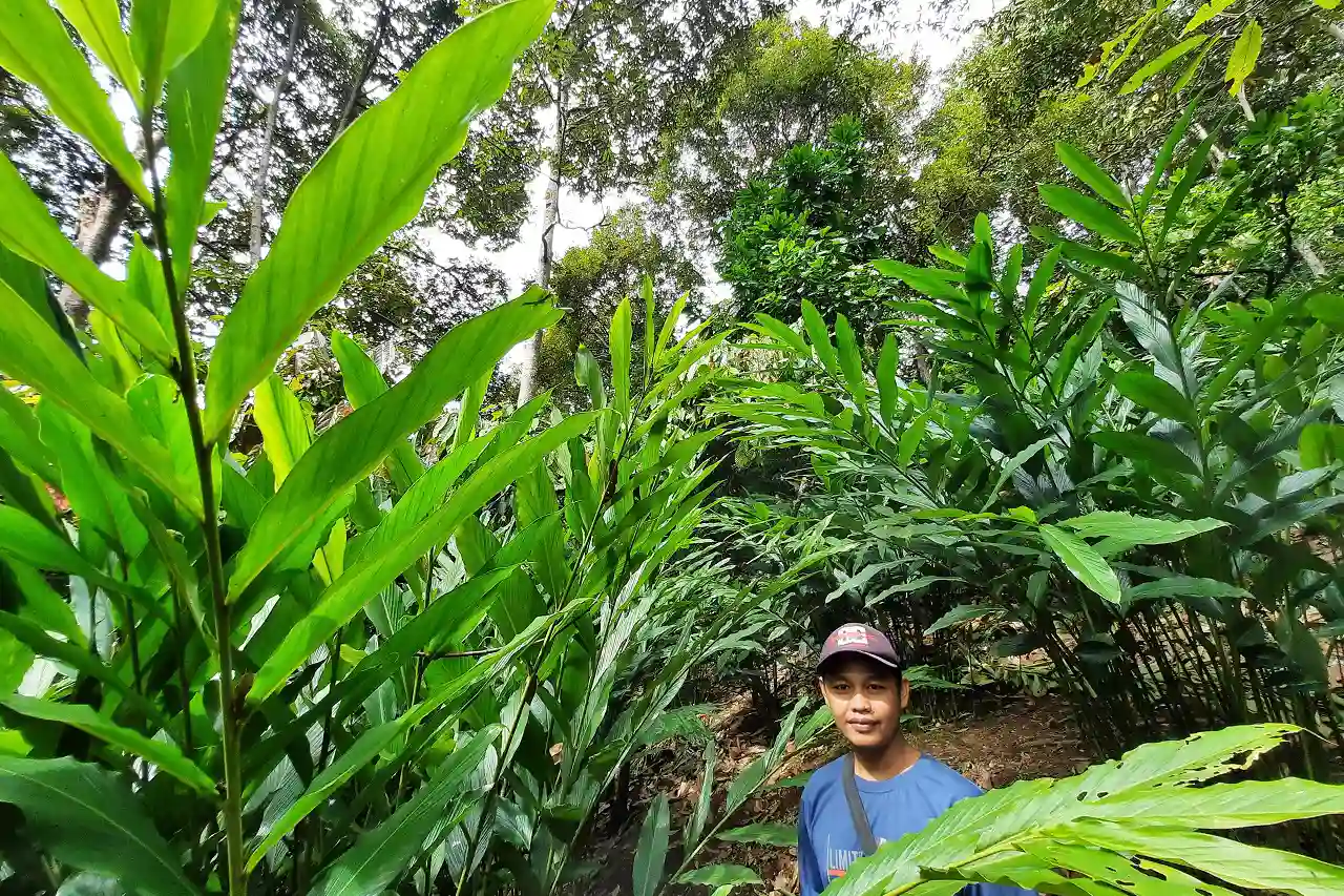 Gapoktanhut Pujomakmur - Hutan Lindung Desa Banjaran Pesawaran Agroforestri Pendidikan dan Ketahanan Pangan - Yopie Pangkey