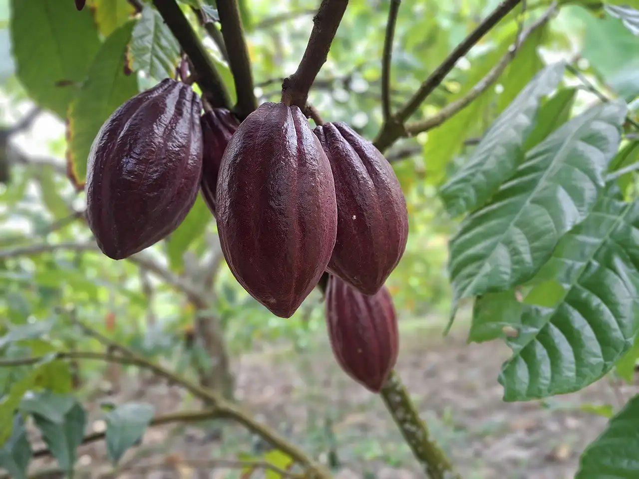 Kakao Agroforestri Mengapa Lampung Menjadi Laboratorium Penting - Opini Yopie Pangkey