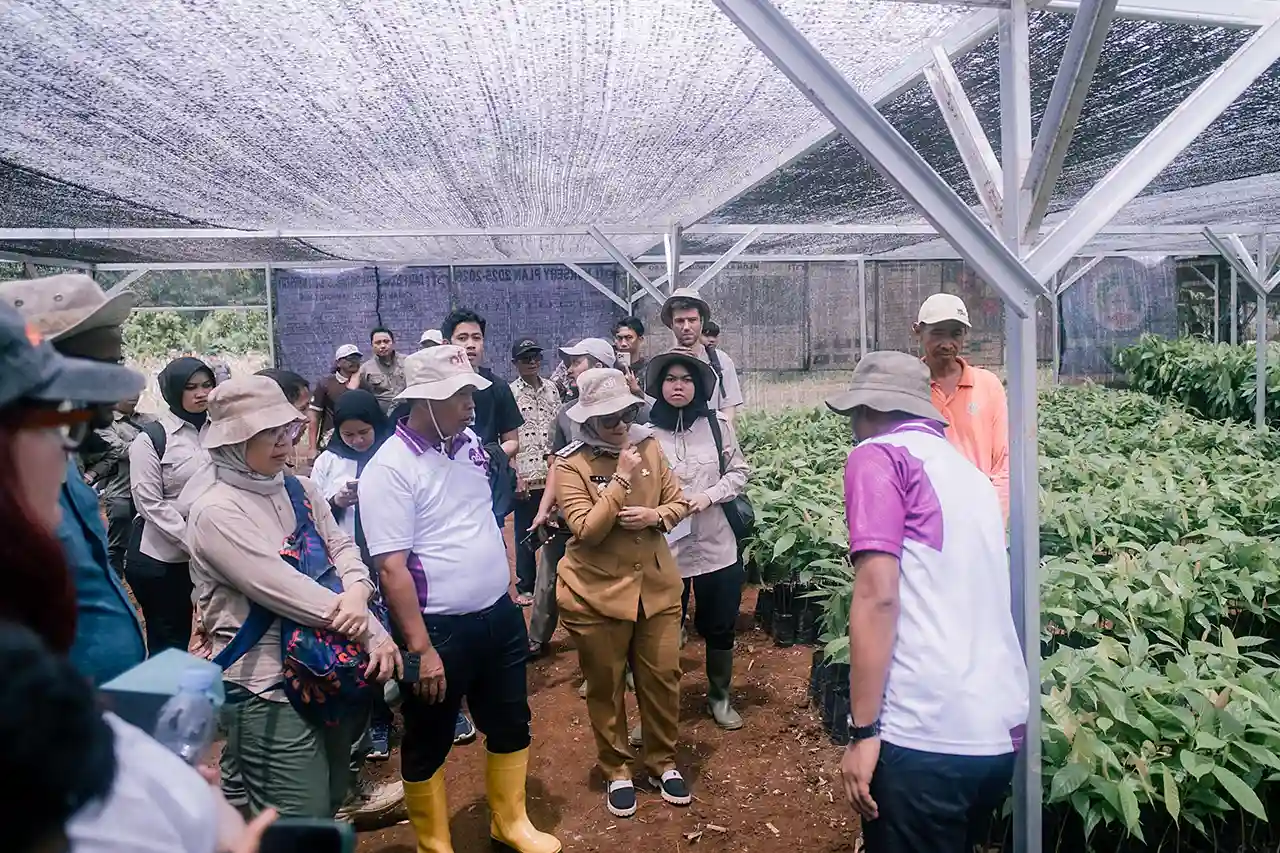 Setelah Satu Dekade Ditinggalkan Kakao Lampung Timur Mulai Bangkit