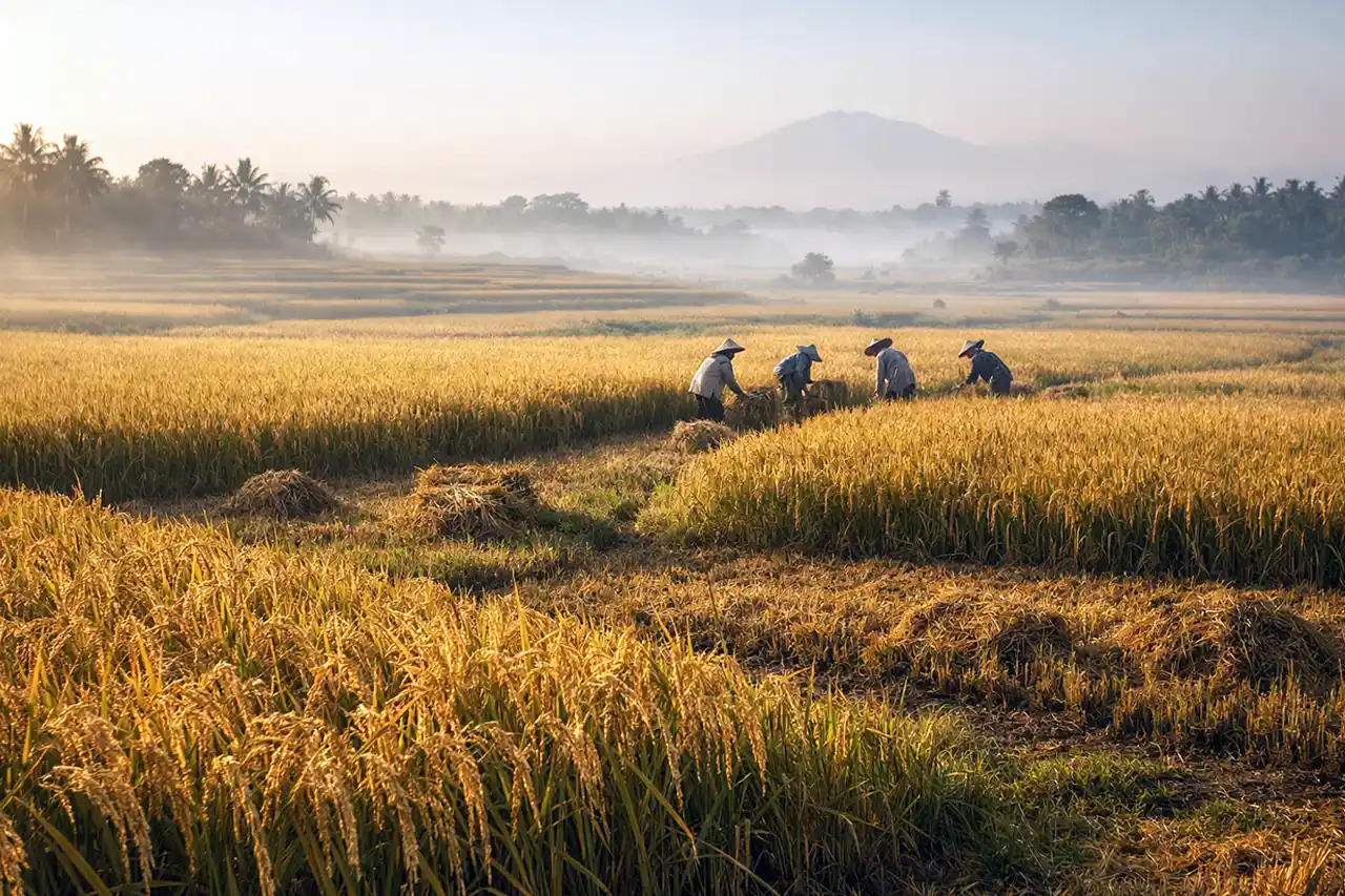 Ancaman Krisis Pangan Global 2026 Seberapa Tangguh Produksi Beras Indonesia - 45 Juta Orang Terancam Kelaparan Surplus Beras.webp